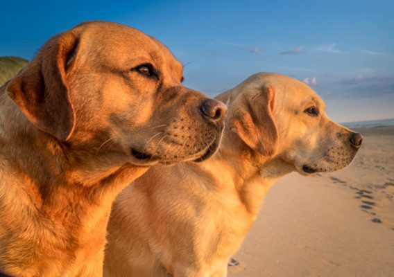 Sonnenuntergang mit Hunden