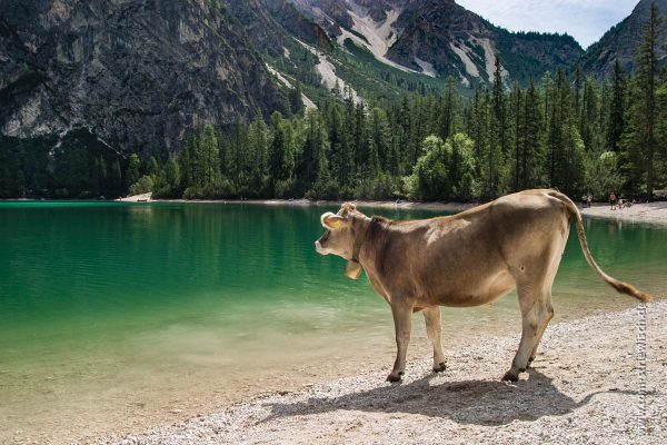 Illustration zu "Kuh am Pragser Wildsee"
